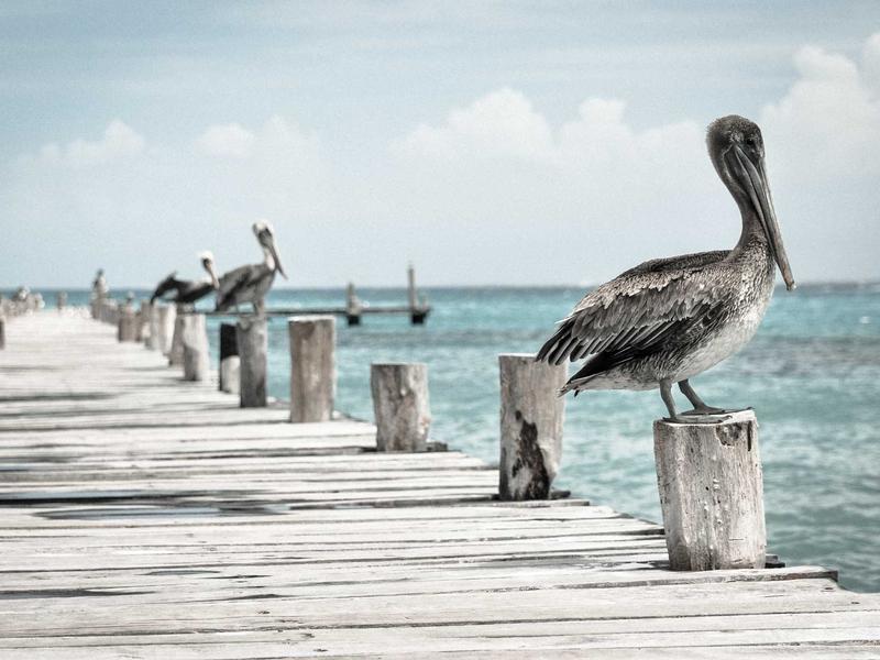 气味评价员<br>ljvwvuu.cn 香奈儿五号拆解